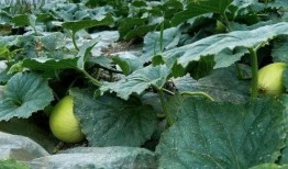 上麦聊天吃瓜,吃瓜群众揭秘娱乐圈幕后故事