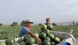 亳州2023年吃瓜,品味地方特色，畅享夏日清凉