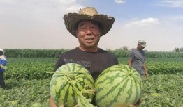 仙九吃瓜群众,吃瓜群众揭秘仙界风云