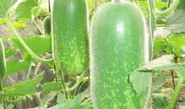 七染吃瓜密码,揭秘吃瓜密码背后的神秘世界