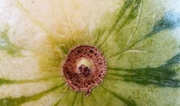 吃瓜系列表演,揭秘娱乐圈幕后故事