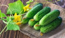 石缝瓜好吃嘛怎么吃,探索美味吃法与营养秘密