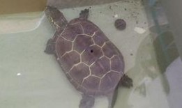 王八吃瓜图片,趣味横生的夏日瞬间