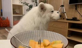 蜜瓜狗狗可以吃,探索狗狗健康饮食新选择