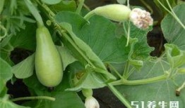 长期吃瓜的坏处,健康隐患不容忽视