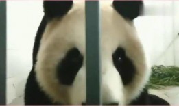 熊猫带你吃瓜,一场别开生面的美食之旅