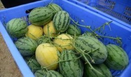 昆山吃瓜群,揭秘网络热议背后的真相与笑料