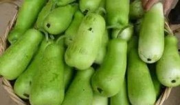 石瓜葫芦可以吃吗,揭秘其可食用之谜