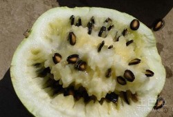 孕妇可吃籽瓜吗,孕妇适宜食用籽瓜的益处与注意事项