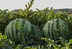 广州网红吃瓜,揭秘城市美食圈的热辣故事