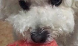 猫猫虫吃小狗瓜,一场奇妙的生态邂逅