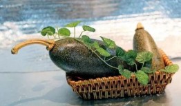 东北蛤蟆吃瓜,揭秘蛤蟆吃瓜之谜