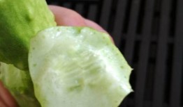 玉瓜晒干怎么吃,传统食材的创意烹饪之旅