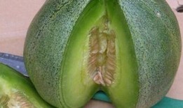 这瓜能直接吃吗,可直接享用！