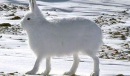 吃瓜北极兔,揭秘极地萌物的生活趣事