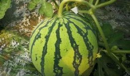 千鹤吃瓜,揭秘娱乐圈的甜蜜与苦涩