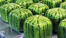 铁牛瓜怎么吃,解锁美味新体验