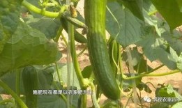 吃小乳瓜吃多了