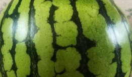 吃瓜系列表演,揭秘娱乐圈幕后故事