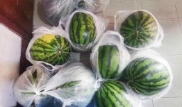 济南商河吃瓜,济南瓜果飘香，尽享田园美味