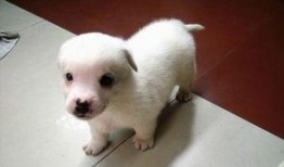 拉布拉多幼犬吃瓜,探索瓜类美食的乐趣与营养