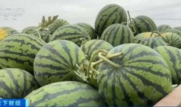 大长垣吃瓜,一场别开生面的夏日盛宴