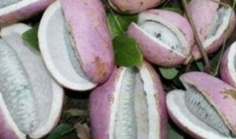 恩施最近吃瓜视频,揭秘当地奇闻轶事