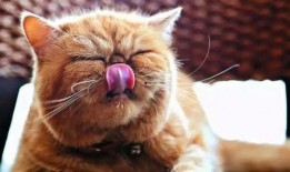 猫吃黄金蜜瓜好吗怎么吃,美味与健康的完美结合