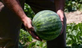 东城地下吃瓜事件,揭秘地下娱乐场所的隐秘生活