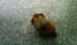 三个月小狗吃瓜