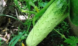 东北蛤蟆吃瓜,揭秘蛤蟆吃瓜之谜