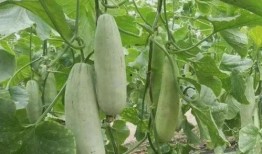 羊角瓜 怎么吃,探索美味与营养的完美融合