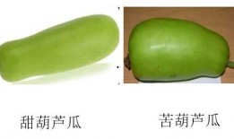 石瓜葫芦可以吃吗,揭秘其可食用之谜