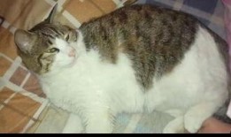 猫吃瓜网址,带你领略猫咪的“瓜界”生活