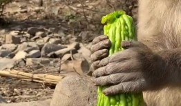 猴子吃瓜有什么习惯