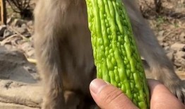 猴子吃瓜有什么习惯