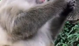 崽崽吃瓜福州,揭秘福州美食背后的故事