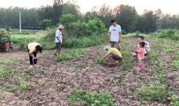 晚秋吃大瓜,品味丰收的甘甜与温馨