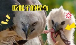 怪鸟吃瓜,瓜田里的神秘食客