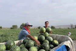 拐卖吃瓜,吃瓜群众背后的惊悚真相