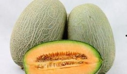 众人吃哈密瓜,众人品尝哈密瓜的欢乐时光