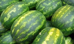 一起吃瓜得小瓜,一起品尝吃瓜小瓜的欢乐时光