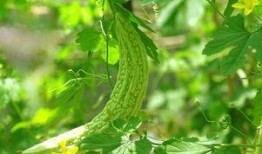 梦到吃凉瓜,探寻清凉梦境的神秘寓意