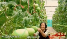 奉节教师 吃瓜事件,网络舆论下的师德拷问