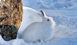 吃瓜北极兔,揭秘极地萌物的生活趣事