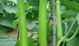 鹅王吃瓜,揭秘娱乐圈的幕后风云