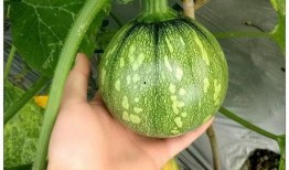 初七吃瓜,揭秘娱乐圈的甜蜜与苦涩