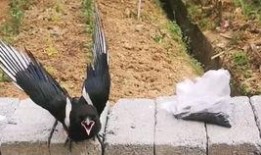 燕子吃的瓜,探寻燕子钟爱的瓜果世界