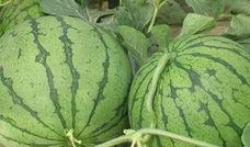 98吃瓜,揭秘娱乐圈那些不为人知的幕后故事