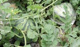 左右吃瓜的样子,笑谈人间百态